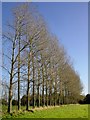 Poplar row, Gresham in Gresham