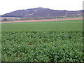 Oilseed rape, Saucher in PH13 9PP