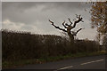 This tree has seen better days but is still full of character in Hill Dale