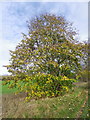 Common Lime Tree, Broad Chalke in SP5 5EQ