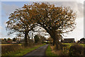 A tree arch in Halfpenny Lane in PR7 5PW