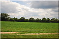 Farmland by the A11 in Roudham and Larling