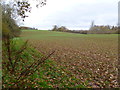 Edmondsham, crop field in BH21 8LF