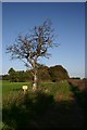 Bridleway near Freckenham in IP28 8JG