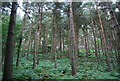 Conifers and bracken in GU31 5AL