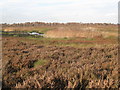 Reed beds on Thorne Waste in DN14 8PX