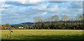 2011 : East from the A3102 south of Hilmarton in SN11 8SA