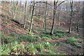 Woodland on Winstone Hill in GL7 7LA