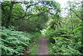 Sussex Border Path through Bracken in GU33 7PG