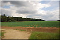 Arable land by the A11 in Elveden