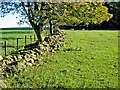 Old wall and field boundary near Bavington Mount in NE19 2BD