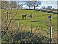 Horses in overcoats, Steel Rigg in NE19 2AY