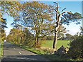 Tree-lined road between Little Bavington and Bolam in NE19 2BS