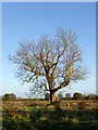 Lone tree near Sturminster Marshall in BH21 4BD
