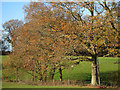 Autumnal trees at Little Pigstrood in TN21 8UB