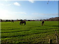 Horton Heath, horse grazing in BH21 7JS
