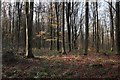 Late Autumn in the West Woods in SN8 4HU
