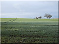 Farmland, Viewly Hill in Thornton-le-Street
