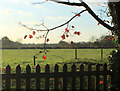 2011 : Remains of autumn and a picket fence in SN11 8SW