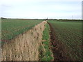Field boundary off Sandy Bank in DL6 1SP