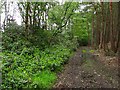 Track, Devilla Forest in FK10 4BG