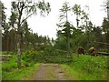 Wind throw, Devilla Forest in FK10 4AT