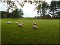 Whitmore, sheep grazing in BH21 8LR