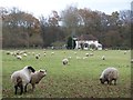 Field of sheep and house in SP5 1NX