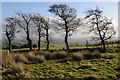 Bare winter trees in HR2 0PH