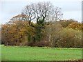 Autumnal woodland near Yew Tree Farm in WA16 9ER