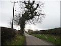 Ivy-covered tree alongside Booth Bed Lane in WA16 9NE