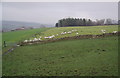 Sheep congregating in the corner of the field in Ightenhill