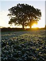Frosty dawn, South Warnborough in RG29 1TW