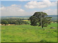 Pastures in Hexhamshire around Wagtail Wood in NE46 2JY