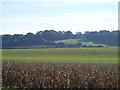 Farmland south of Lower Farm, towards Pert Copse in BH21 5NZ