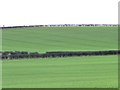 Farmland north of Burton Fleming Grange in YO25 3HP