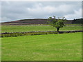 Pastures, woodland and moorland west of White Hall in NE47 0HU