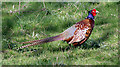 Pheasant in NE48 4AA