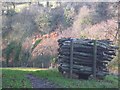 Pentwr taclus o goed / A neat pile of logs in LL29 9BA