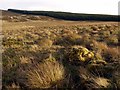 Landshot Hill towards Harwood Forest in Northumberland