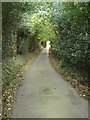 Sunken lane near Pentre Bach, Nercwys in CH7 4EJ