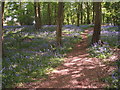 Bluebells in Sherrards Park Wood, north-east area in AL8 7QU