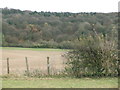 Woodland view from Brimmers Road in HP27 0RJ