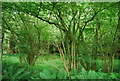 Coppiced trees, Brookham Plantation in GU30 7LG