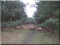Footpath in woodland south west of Fishburn in TS21 4AH