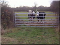 Bulls on field by Saffron Green in WD6 5PE