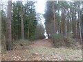 Ripley Wood, forestry track in BH23 8EX