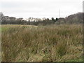 Rushy pasture at Harburn in EH55 8RN