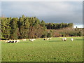 Pastures and Hilltop Plantation in NE47 0BU