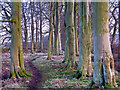 Path in beech plantation in KY13 0LF